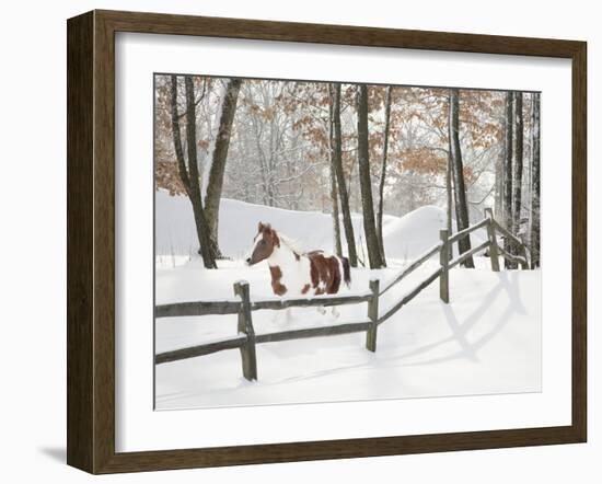 Athena in the Snow, Farmington Hills, Michigan ‘09-Monte Nagler-Framed Photographic Print