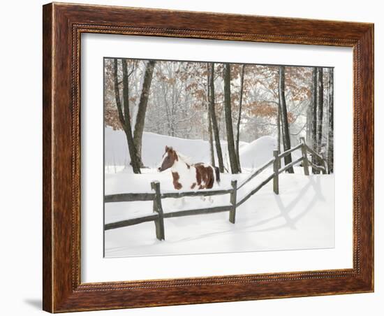 Athena in the Snow, Farmington Hills, Michigan ‘09-Monte Nagler-Framed Photographic Print