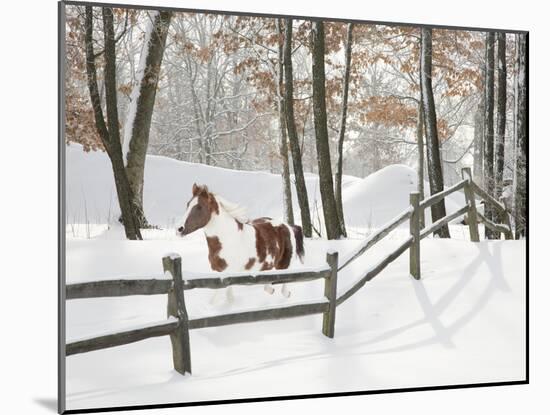 Athena in the Snow, Farmington Hills, Michigan ‘09-Monte Nagler-Mounted Photographic Print