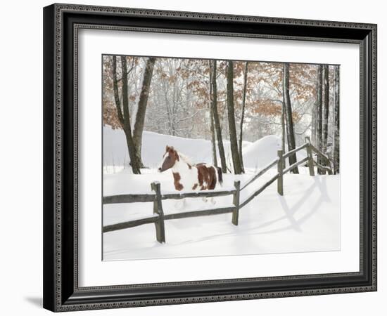 Athena in the Snow, Farmington Hills, Michigan ‘09-Monte Nagler-Framed Photographic Print