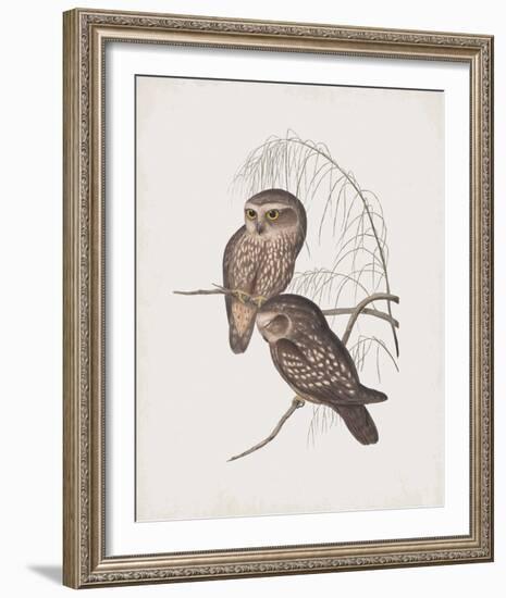 Athene Maculata-John Gould-Framed Giclee Print