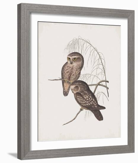 Athene Maculata-John Gould-Framed Giclee Print