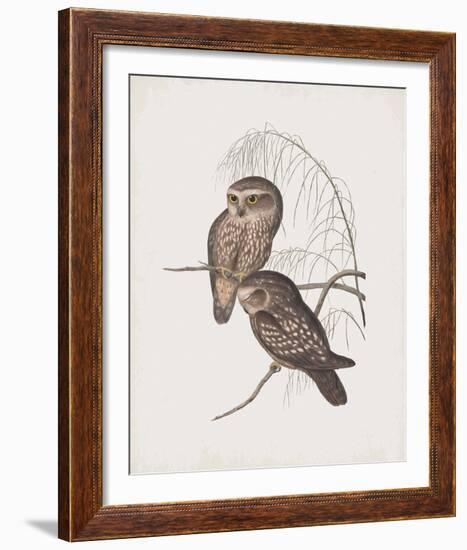 Athene Maculata-John Gould-Framed Giclee Print