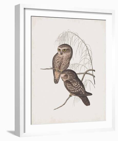 Athene Maculata-John Gould-Framed Giclee Print