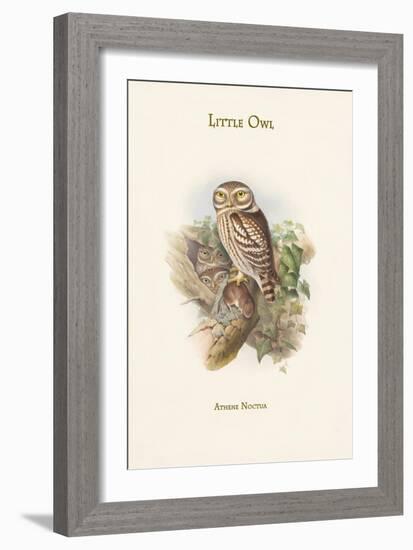 Athene Noctua - Little Owl-John Gould-Framed Art Print