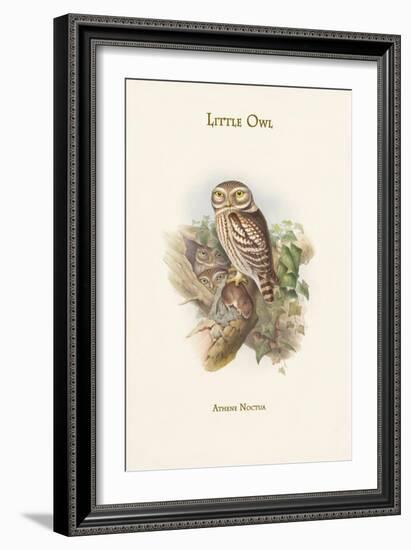 Athene Noctua - Little Owl-John Gould-Framed Art Print