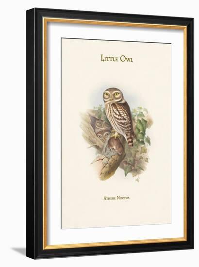 Athene Noctua - Little Owl-John Gould-Framed Art Print