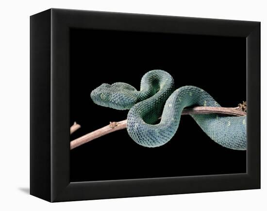 Atheris Chlorechis (Bush Viper)-Paul Starosta-Framed Premier Image Canvas