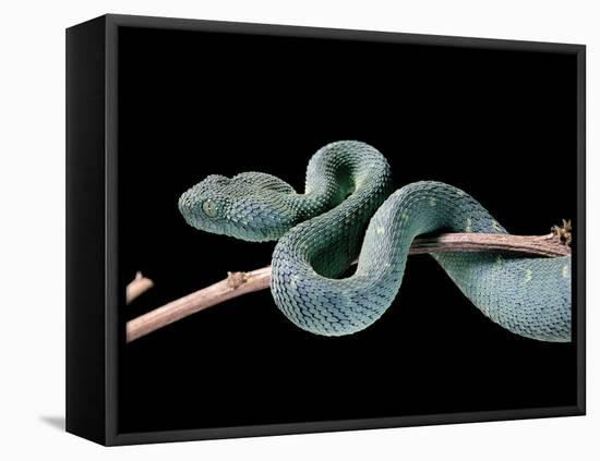 Atheris Chlorechis (Bush Viper)-Paul Starosta-Framed Premier Image Canvas