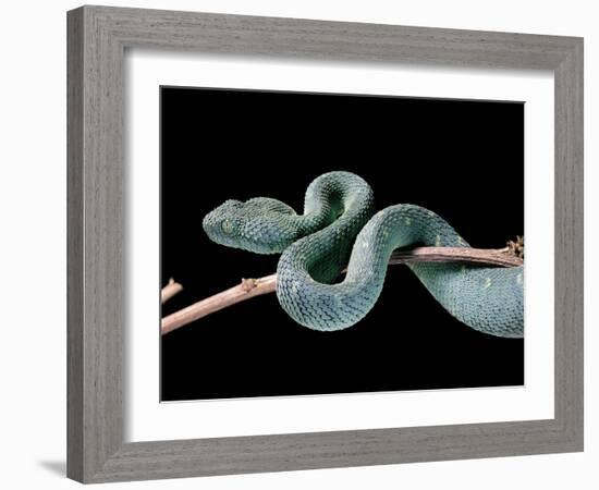 Atheris Chlorechis (Bush Viper)-Paul Starosta-Framed Photographic Print