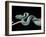 Atheris Chlorechis (Bush Viper)-Paul Starosta-Framed Photographic Print