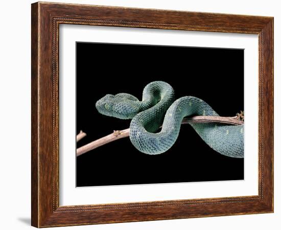 Atheris Chlorechis (Bush Viper)-Paul Starosta-Framed Photographic Print