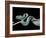 Atheris Chlorechis (Bush Viper)-Paul Starosta-Framed Photographic Print