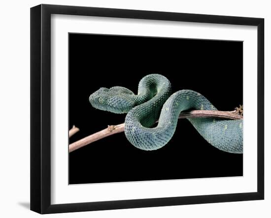 Atheris Chlorechis (Bush Viper)-Paul Starosta-Framed Photographic Print