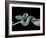 Atheris Chlorechis (Bush Viper)-Paul Starosta-Framed Photographic Print