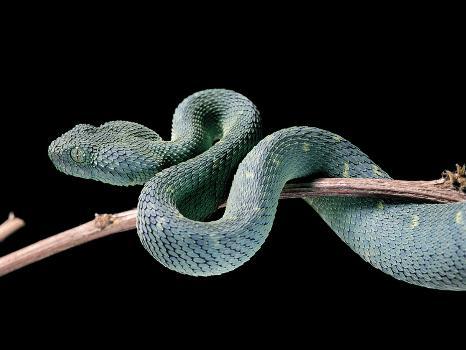 Snakes - Western bush viper ( Atheris chlorechis ) By