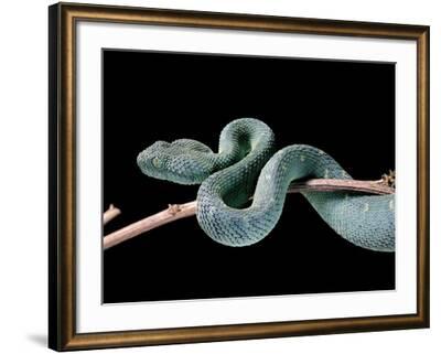 Atheris Chlorechis (Bush Viper)' Photographic Print - Paul Starosta