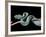 Atheris Chlorechis (Bush Viper)-Paul Starosta-Framed Photographic Print