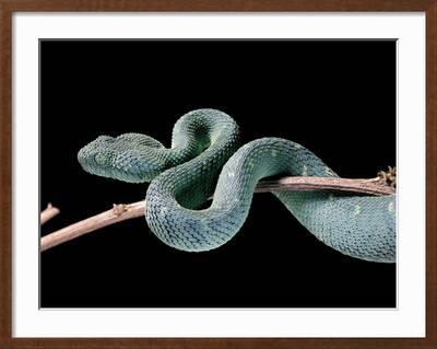 Atheris Chlorechis (Bush Viper)' Photographic Print - Paul Starosta