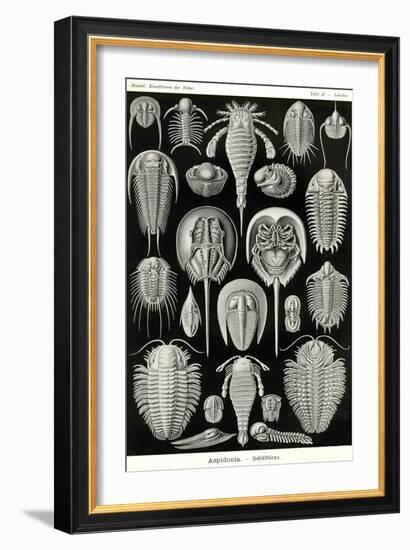 Athropods-Ernst Haeckel-Framed Art Print