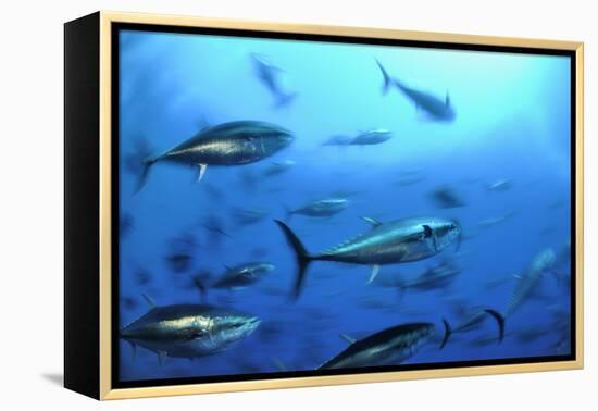 Atlantic Bluefin Tuna (Thunnus Thynnus) Shoal, Captive, Malta, Mediteranean, May 2009-Zankl-Framed Premier Image Canvas