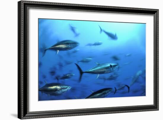 Atlantic Bluefin Tuna (Thunnus Thynnus) Shoal, Captive, Malta, Mediteranean, May 2009-Zankl-Framed Photographic Print