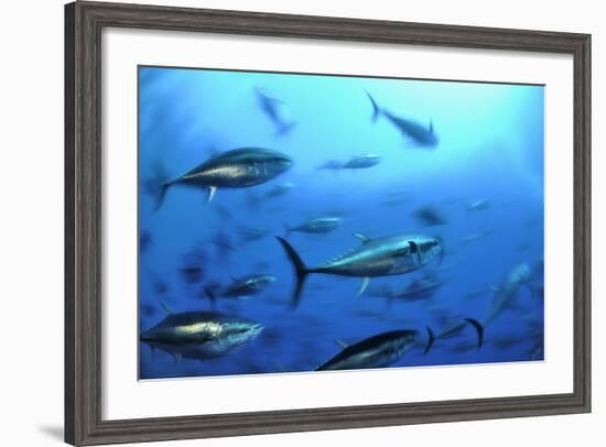 Atlantic Bluefin Tuna (Thunnus Thynnus) Shoal, Captive, Malta, Mediteranean, May 2009-Zankl-Framed Photographic Print