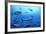 Atlantic Bluefin Tuna (Thunnus Thynnus) Shoal, Captive, Malta, Mediteranean, May 2009-Zankl-Framed Photographic Print