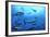 Atlantic Bluefin Tuna (Thunnus Thynnus) Shoal, Captive, Malta, Mediteranean, May 2009-Zankl-Framed Photographic Print