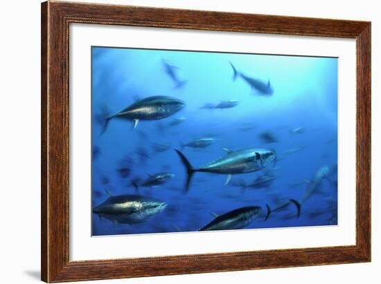 Atlantic Bluefin Tuna (Thunnus Thynnus) Shoal, Captive, Malta, Mediteranean, May 2009-Zankl-Framed Photographic Print