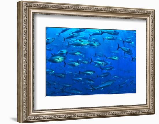 Atlantic bluefin tuna within tuna farm, Saint Paul's Bay, Malta-Pascal Kobeh-Framed Photographic Print