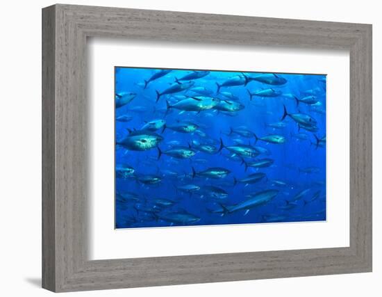 Atlantic bluefin tuna within tuna farm, Saint Paul's Bay, Malta-Pascal Kobeh-Framed Photographic Print