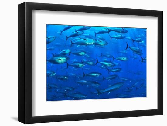 Atlantic bluefin tuna within tuna farm, Saint Paul's Bay, Malta-Pascal Kobeh-Framed Photographic Print