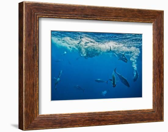 Atlantic bonito attacking Spanish sardines, Gulf of Mexico-David Hall-Framed Photographic Print