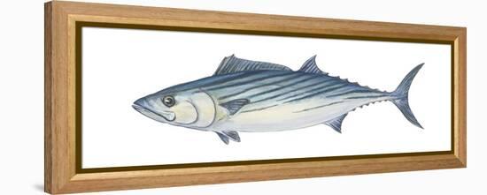 Atlantic Bonito (Sarda Sarda), Fishes-Encyclopaedia Britannica-Framed Stretched Canvas