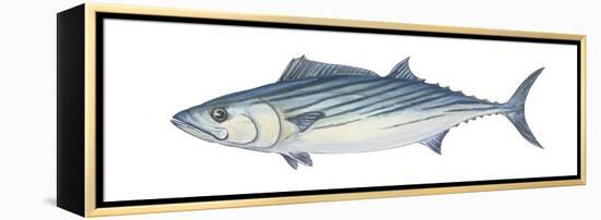 Atlantic Bonito (Sarda Sarda), Fishes-Encyclopaedia Britannica-Framed Stretched Canvas