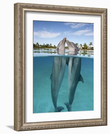 Atlantic Bottlenose Dolphins kissing-Stephen Frink-Framed Photographic Print