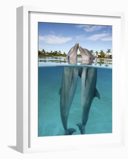 Atlantic Bottlenose Dolphins kissing-Stephen Frink-Framed Photographic Print