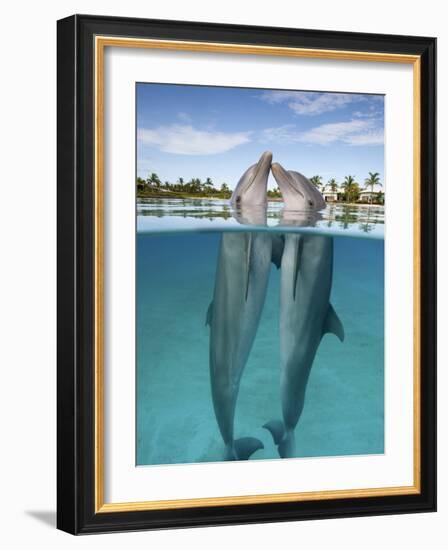 Atlantic Bottlenose Dolphins kissing-Stephen Frink-Framed Photographic Print