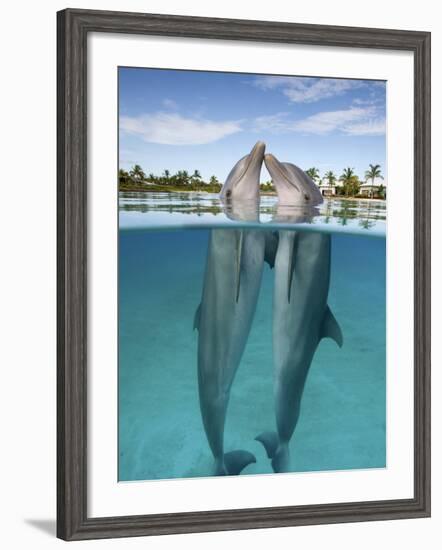 Atlantic Bottlenose Dolphins kissing-Stephen Frink-Framed Photographic Print