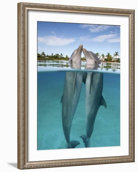 Atlantic Bottlenose Dolphins kissing-Stephen Frink-Framed Photographic Print