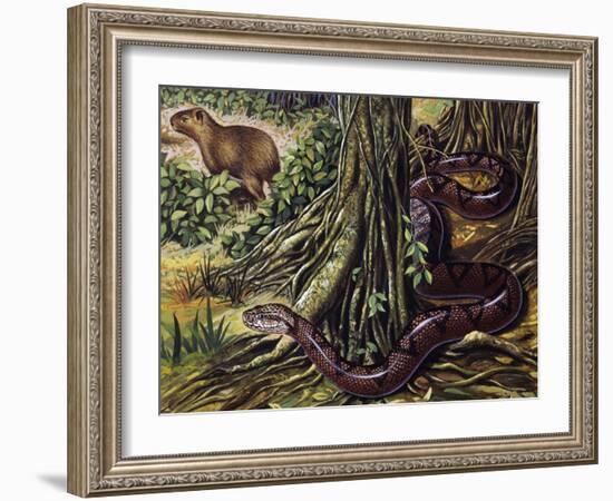 Atlantic Bushmaster (Lachesis Mutus), Viperidae-null-Framed Giclee Print