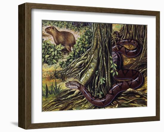 Atlantic Bushmaster (Lachesis Mutus), Viperidae-null-Framed Giclee Print