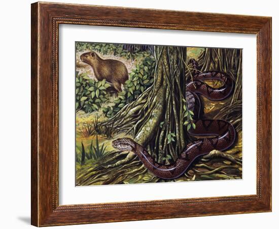 Atlantic Bushmaster (Lachesis Mutus), Viperidae-null-Framed Giclee Print