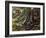 Atlantic Bushmaster (Lachesis Mutus), Viperidae-null-Framed Giclee Print