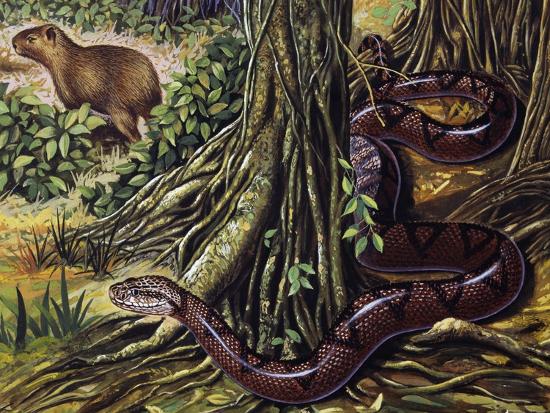 Giclee Print, , large