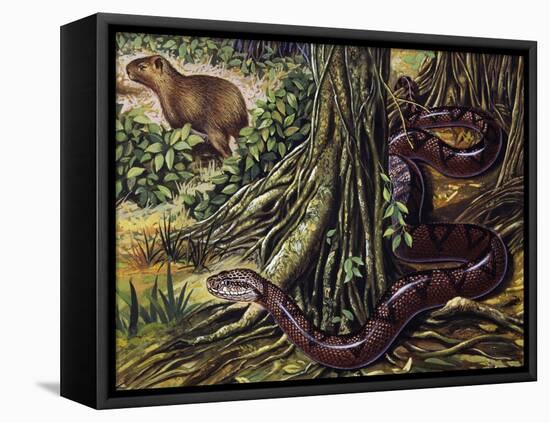 Atlantic Bushmaster (Lachesis Mutus), Viperidae-null-Framed Premier Image Canvas