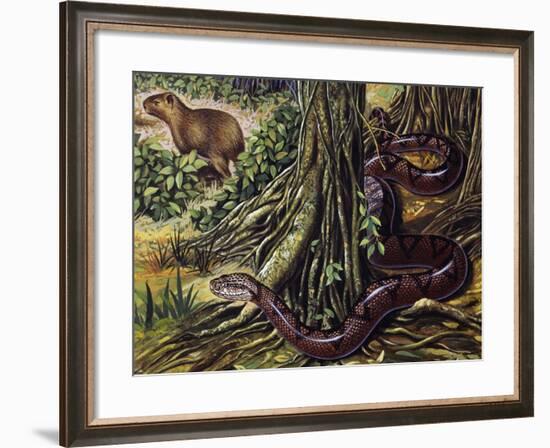 Atlantic Bushmaster (Lachesis Mutus), Viperidae-null-Framed Giclee Print