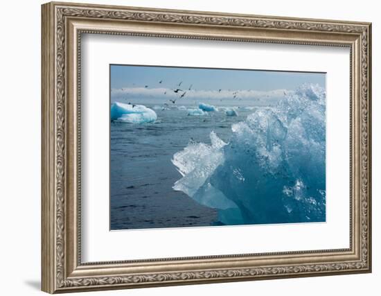 Atlantic Coast with Iceberg Remains at the Jškulsarlon-Catharina Lux-Framed Photographic Print