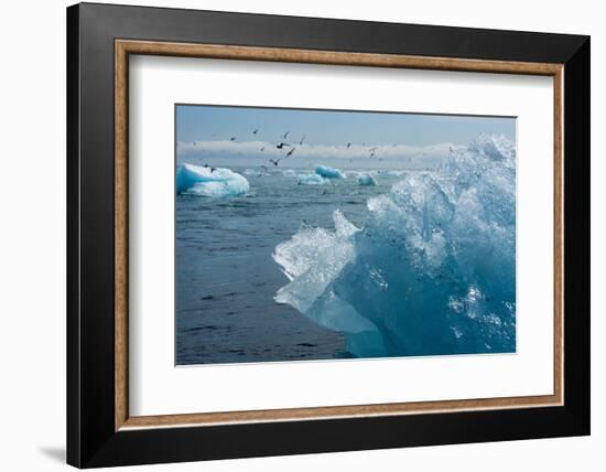 Atlantic Coast with Iceberg Remains at the Jškulsarlon-Catharina Lux-Framed Photographic Print